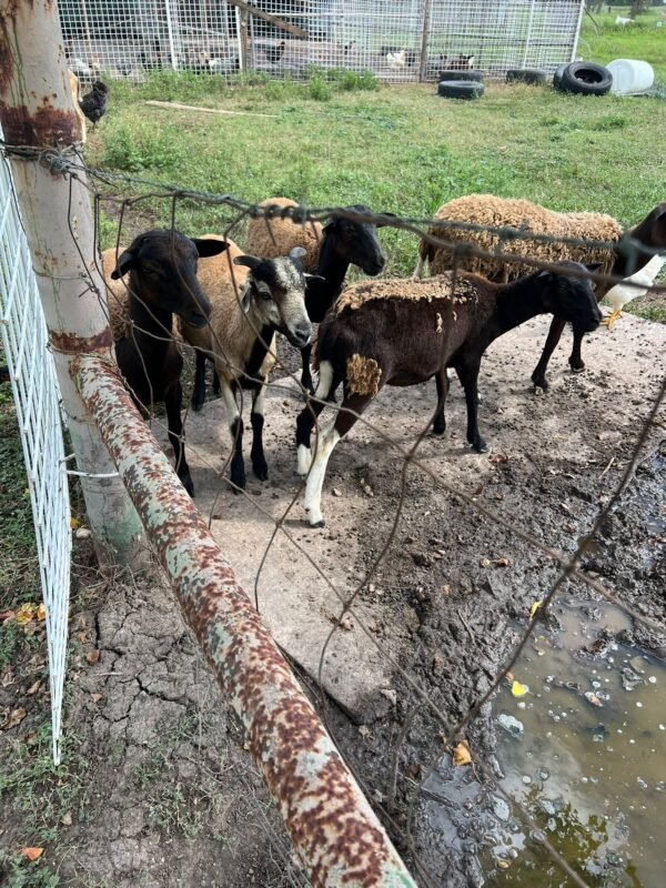 IMG-20241223-WA0011 Goats