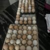 Eggs