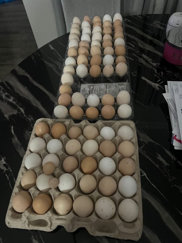 Fresh Selected eggs Eggs