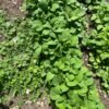 Garden Huckleberry (Njama NJama)