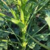 Okra