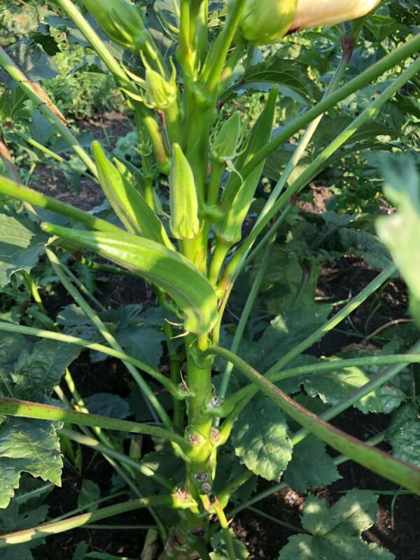 IMG-20241223-WA0019 Okra