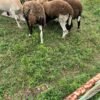 Goats