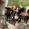 Goats