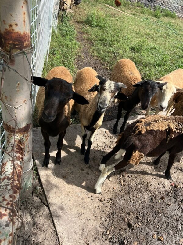 IMG-20241223-WA0024 Goats