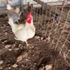Chicken Birds