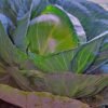 Cabbage