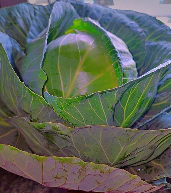 Cabbage from Goshen1 Cabbage