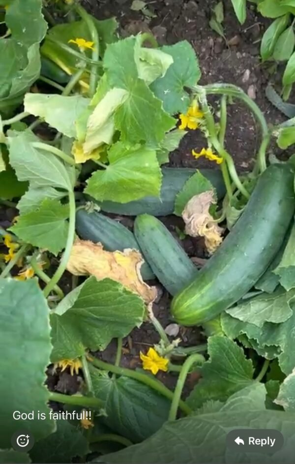 IMG-20241225-WA0008 Cucumbers