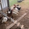 Chicken Birds