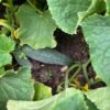 Cucumbers