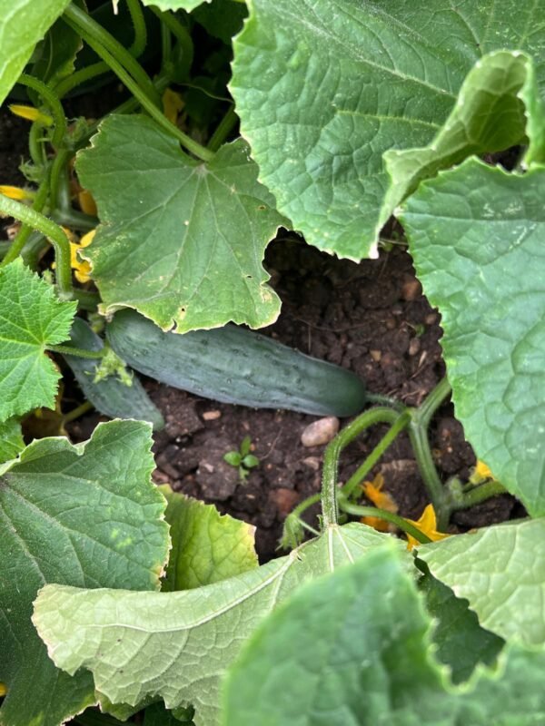 IMG-20241225-WA0010 Cucumbers