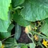 Cucumbers