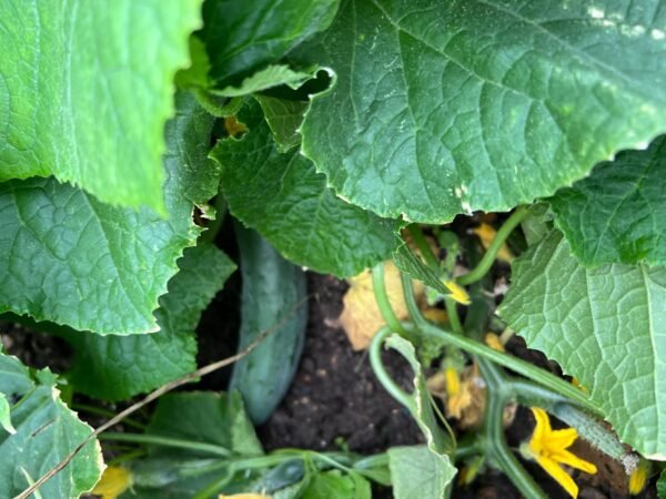 IMG-20241225-WA0012 Cucumbers