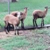 Goats