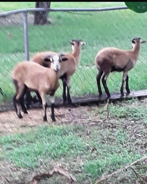 goat Goats