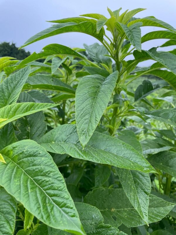 Green Leaves Green Vegetable