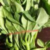 Water Leaf