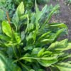 Water Leaf
