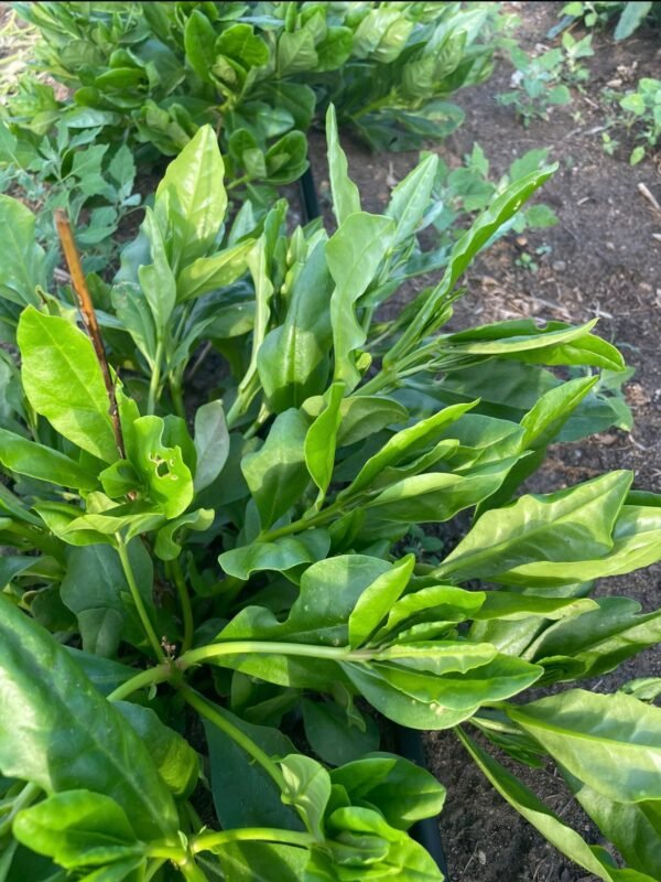 Fresh Wateleaf for sale Water Leaf