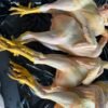 Chicken Birds