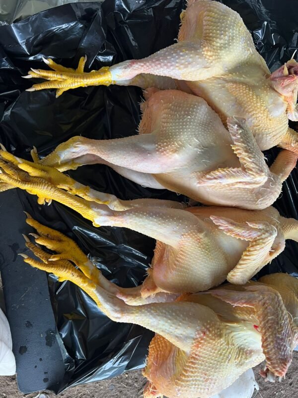 WhatsApp Image 2024-12-26 at 10.05.11_53ed36a7 Chicken Birds