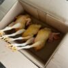 Chicken Birds