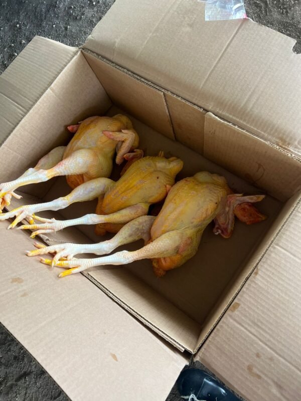 WhatsApp Image 2024-12-26 at 10.05.11_e972a327 Chicken Birds