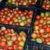 Tomatoes