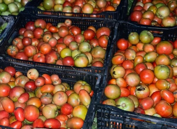 WhatsApp Image 2024-12-26 at 10.05.11_ea68ca08 Tomatoes