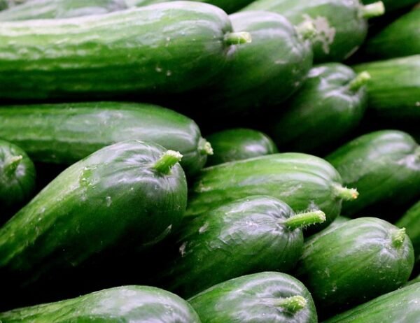 Fresh Organic Cucumber vegetable, healthy, cucumber