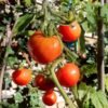 vine tomatoes, tomatoes, tomato bush