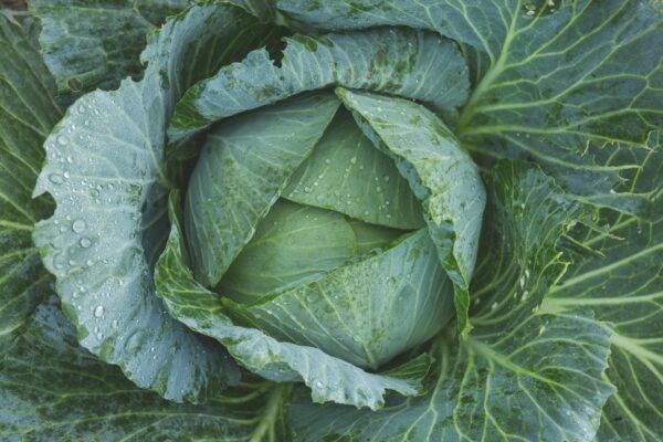 Cabbage from Goshen Close-up of a fresh cabbage head with dew drops, showcasing natural textures.