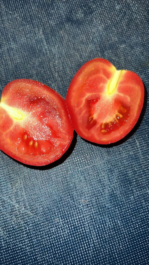 tomate Tomatoes