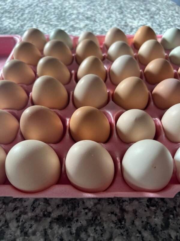 IMG-20241223-WA0007 Eggs