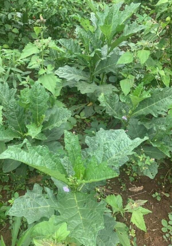 Fresh Anchia Anchia