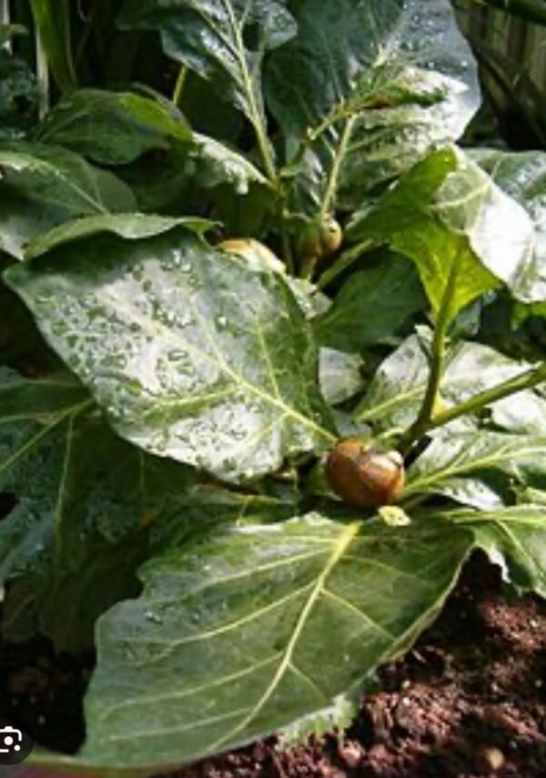 Goshen Anchia Anchia